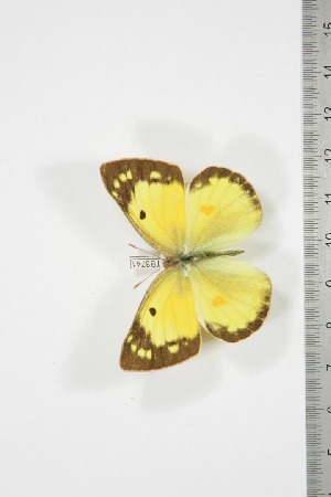  (Colias electo mukana - BC-TB3741)  @14 [ ] Copyright (2010) Thierry Bouyer Research Collection of Thierry Bouyer