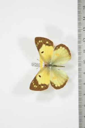  (Colias electo mukana - BC-TB3746)  @14 [ ] Copyright (2010) Thierry Bouyer Research Collection of Thierry Bouyer