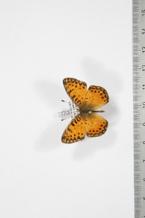  ( - BC-TB3751)  @12 [ ] Copyright (2010) Thierry Bouyer Research Collection of Thierry Bouyer