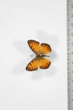 ( - BC-TB3752)  @12 [ ] Copyright (2010) Thierry Bouyer Research Collection of Thierry Bouyer