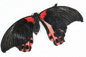  (Papilio rumanzovia - Wings 09034)  @14 [ ] CreativeCommons - Attribution (2009) CBG Photography Group Centre for Biodiversity Genomics