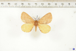  (Stenoglene obtusus - BC-TB6553)  @14 [ ] Copyright (2010) Thierry Bouyer Unspecified