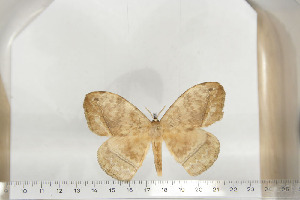  ( - BC-TB6715)  @13 [ ] Copyright (2010) Thierry Bouyer Research Collection of Thierry Bouyer