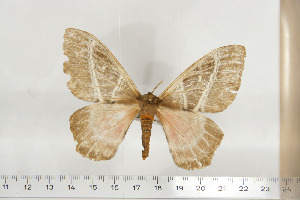  ( - BC-TB6799)  @12 [ ] Copyright (2010) Thierry Bouyer Research Collection of Thierry Bouyer