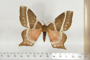  ( - BC-TB6800)  @12 [ ] Copyright (2010) Thierry Bouyer Research Collection of Thierry Bouyer