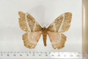 ( - BC-TB6801)  @12 [ ] Copyright (2010) Thierry Bouyer Research Collection of Thierry Bouyer