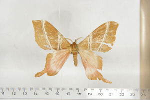  ( - BC-TB6805)  @13 [ ] Copyright (2010) Thierry Bouyer Research Collection of Thierry Bouyer