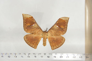  ( - BC-TB6819)  @13 [ ] Copyright (2010) Thierry Bouyer Research Collection of Thierry Bouyer