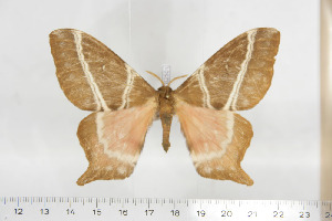  ( - BC-TB6856)  @12 [ ] Copyright (2010) Thierry Bouyer Research Collection of Thierry Bouyer