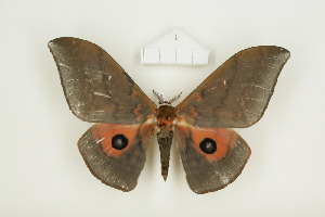  ( - BC-TB8501)  @14 [ ] Copyright (2012) Thierry Bouyer Research Collection of Thierry Bouyer