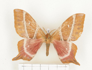  ( - CTBB-1002)  @13 [ ] Copyright (2013) Thierry Bouyer Research Collection of Thierry Bouyer