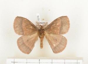  ( - CTBB-1018)  @11 [ ] Copyright (2013) Thierry Bouyer Research Collection of Thierry Bouyer