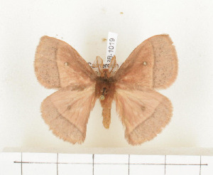  ( - CTBB-1019)  @11 [ ] Copyright (2013) Thierry Bouyer Research Collection of Thierry Bouyer