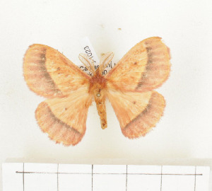  ( - CTBB-1023)  @11 [ ] Copyright (2013) Thierry Bouyer Research Collection of Thierry Bouyer