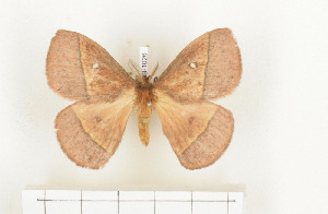  ( - CTBB-1026)  @13 [ ] Copyright (2013) Thierry Bouyer Research Collection of Thierry Bouyer