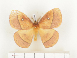  ( - CTBB-1030)  @13 [ ] Copyright (2013) Thierry Bouyer Research Collection of Thierry Bouyer