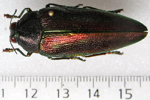  ( - CTBB-0852)  @12 [ ] Copyright (2013) Thierry Bouyer Research Collection of Thierry Bouyer