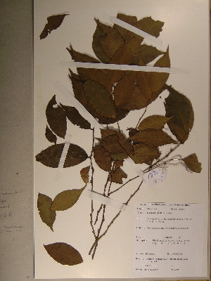  (Diospyros sp8 aff melocarpa - GiD0452)  @11 [ ] No Rights Reserved  Unspecified Unspecified
