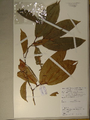  (Pellegriniodendron sp. 1 - GiD1331)  @11 [ ] No Rights Reserved  Unspecified Unspecified