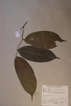  (Diospyros iturensis - Diositur_PM5005)  @11 [ ] No Rights Reserved  Unspecified Unspecified