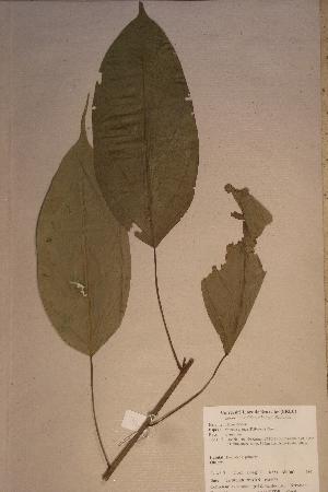  (Oncoba glauca - Oncoglau_PM5136)  @11 [ ] No Rights Reserved  Unspecified Unspecified