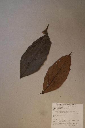  ( - Macamona_PM5331)  @11 [ ] No Rights Reserved  Unspecified Unspecified