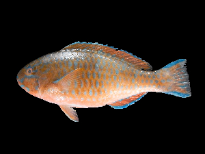  ( - ACRSD_F206)  @11 [ ] No Rights Reserved (2018) Sahat Ratmuangkhwang Andaman Coastal Research Station for Development, Kasetsart University