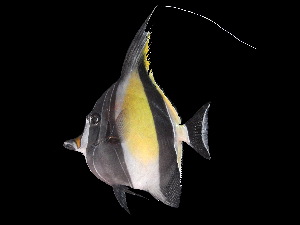  ( - ACRSD_F229)  @11 [ ] No Rights Reserved (2018) Sahat Ratmuangkhwang Andaman Coastal Research Station for Development, Kasetsart University