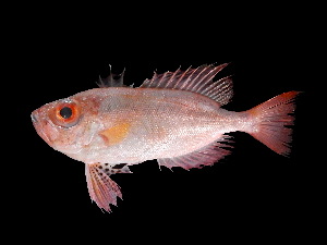  ( - ACRSD_F238)  @11 [ ] No Rights Reserved (2018) Sahat Ratmuangkhwang Andaman Coastal Research Station for Development, Kasetsart University