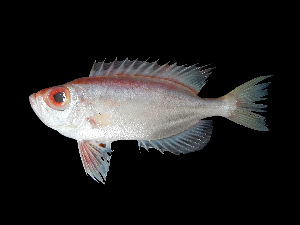  ( - ACRSD_F289)  @11 [ ] No Rights Reserved (2018) Sahat Ratmuangkhwang Andaman Coastal Research Station for Development, Kasetsart University