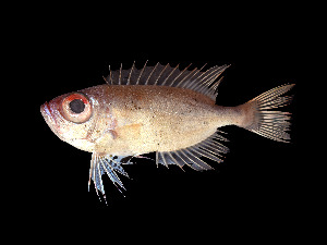  ( - ACRSD_F320)  @11 [ ] No Rights Reserved (2019) Sahat Ratmuangkhwang Andaman Coastal Research Station for Development, Kasetsart University