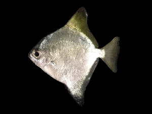  ( - ACRSD_F526)  @11 [ ] No Rights Reserved (2019) Sahat Ratmuangkhwang Andaman Coastal Research Station for Development, Kasetsart University