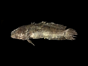  ( - ACRSD_F531)  @11 [ ] No Rights Reserved (2019) Sahat Ratmuangkhwang Andaman Coastal Research Station for Development, Kasetsart University