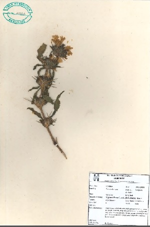  (Hygrophila auriculata - 120037)  @11 [ ] Copyright (2000) R&D Center The Himalaya Drug Company
