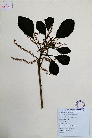  (Terminalia bellirica - 120159)  @11 [ ] Copyright (2013) R&D Center The Himalaya Drug Company