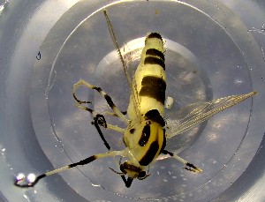  ( - TUSEG511)  @11 [ ] CreativeCommons - Attribution Non-Commercial Share-Alike (2022) Susan Gresens Towson University