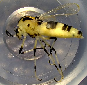  ( - TUSEG511)  @11 [ ] CreativeCommons - Attribution Non-Commercial Share-Alike (2022) Susan Gresens Towson University