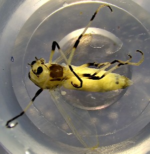  ( - TUSEG511)  @11 [ ] CreativeCommons - Attribution Non-Commercial Share-Alike (2022) Susan Gresens Towson University