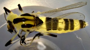  ( - TUSEG515)  @11 [ ] CreativeCommons - Attribution Non-Commercial Share-Alike (2022) Susan Gresens Towson University