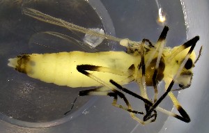  ( - TUSEG515)  @11 [ ] CreativeCommons - Attribution Non-Commercial Share-Alike (2022) Susan Gresens Towson University