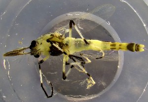  ( - TUSEG517)  @11 [ ] CreativeCommons - Attribution Non-Commercial Share-Alike (2022) Susan Gresens Towson University