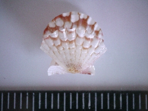  (Antillipecten - MT_TCI_0927)  @11 [ ] CreativeCommons  Attribution Non-Commercial Share-Alike (2024) Michelle Taylor University of Aberdeen