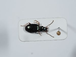  ( - ABOL-BioBlitz 2019 19-0945)  @11 [ ] CC-BY-SA (2021) Schoder Sabine Naturhistorisches Museum Wien