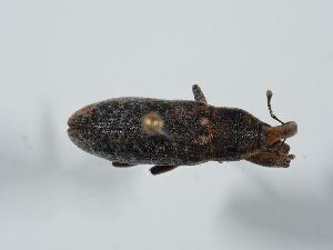 ( - ABOL-BioBlitz 2019 19-0970)  @11 [ ] CC-BY-SA (2021) Schoder Sabine Naturhistorisches Museum Wien