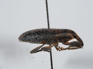  ( - ABOL-BioBlitz 2019 19-0970)  @11 [ ] CC-BY-SA (2021) Schoder Sabine Naturhistorisches Museum Wien