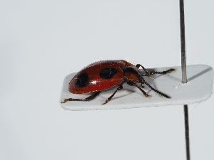  ( - ABOL-BioBlitz 2019 19-1113)  @11 [ ] CC-BY-SA (2021) Schoder Sabine Naturhistorisches Museum Wien