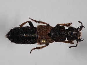 ( - ABOL-BioBlitz 2019 19_1491)  @11 [ ] CC-BY-SA (2021) Schoder Sabine Naturhistorisches Museum Wien