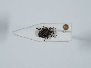  ( - ABOL-BioBlitz 2019 19_1527)  @11 [ ] CC-BY-SA (2021) Schoder Sabine Naturhistorisches Museum Wien