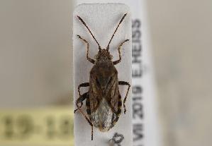  ( - ABOL-BioBlitz 2019 19-1808)  @11 [ ] CC SA (2019) Ernst Heiss Tiroler Landesmuseen