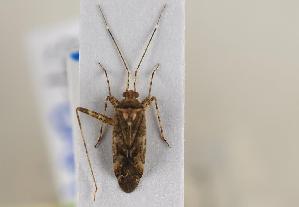  ( - ABOL-BioBlitz 2019 19-1852)  @11 [ ] CC SA (2019) Ernst Heiss Tiroler Landesmuseen